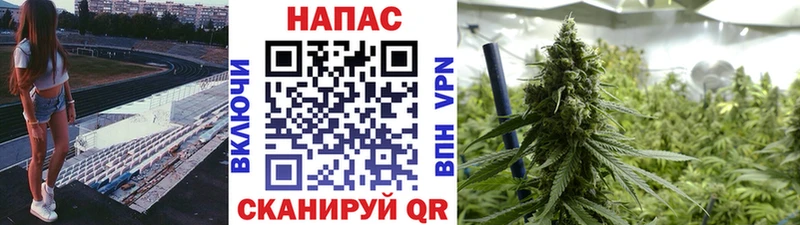 Бошки марихуана сатива  наркота  Ивдель 